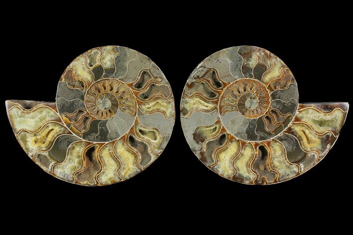 Bargain, Cut & Polished Ammonite Fossil - Madagascar #148068